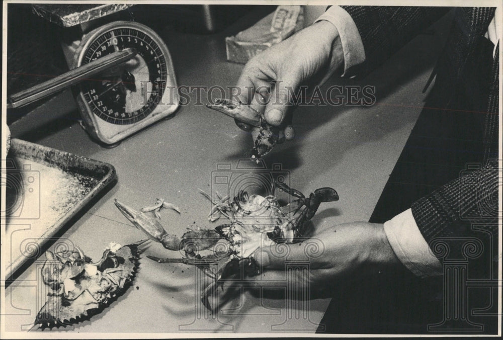 1980 Press Photo Blue Crab Prepared Food Seafood - RRW53135 - Historic Images