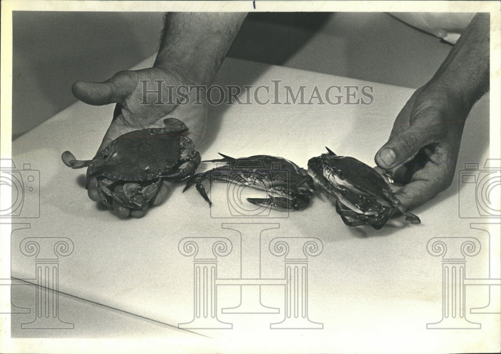 1980 Press Photo Chicago Fish House Soft shelled Crab - RRW53141 - Historic Images