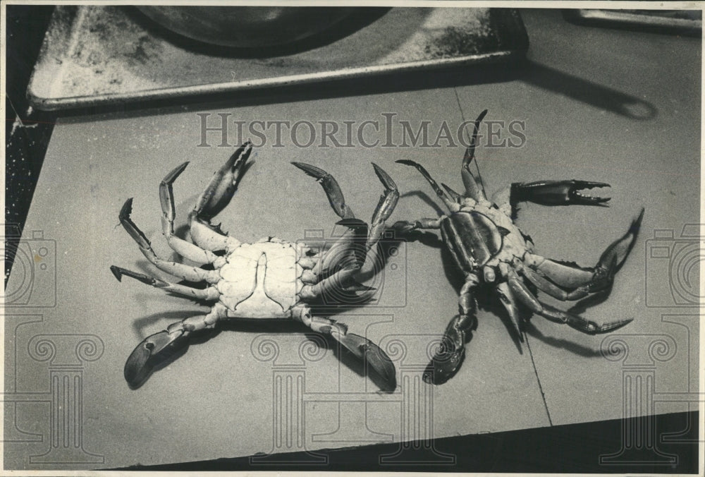 1980 Press Photo Blue Crab - RRW53145 - Historic Images