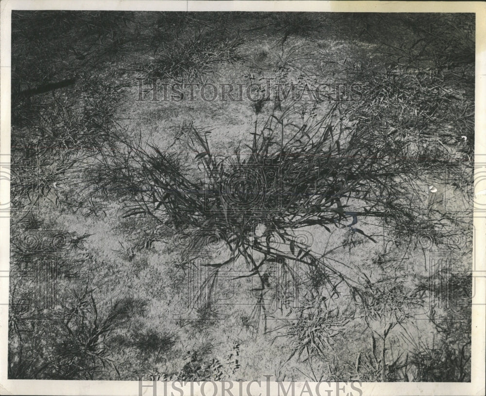 1959 Press Photo Crab Grass Home Gardening Weeding - RRW53211 - Historic Images