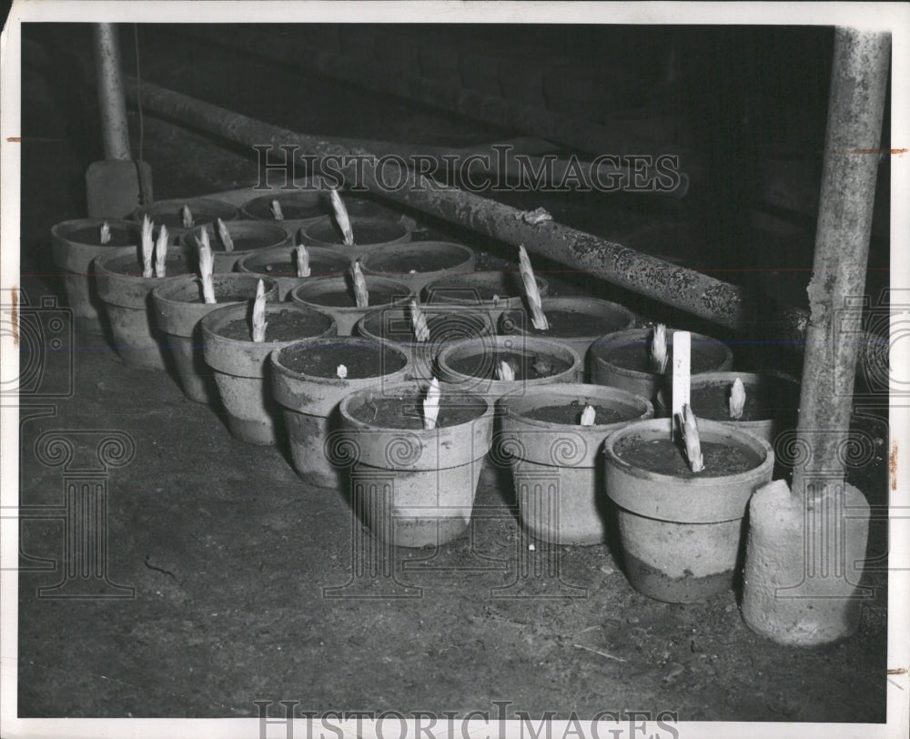 1948 Press Photo Easter Lily Flowers - RRW53543 - Historic Images