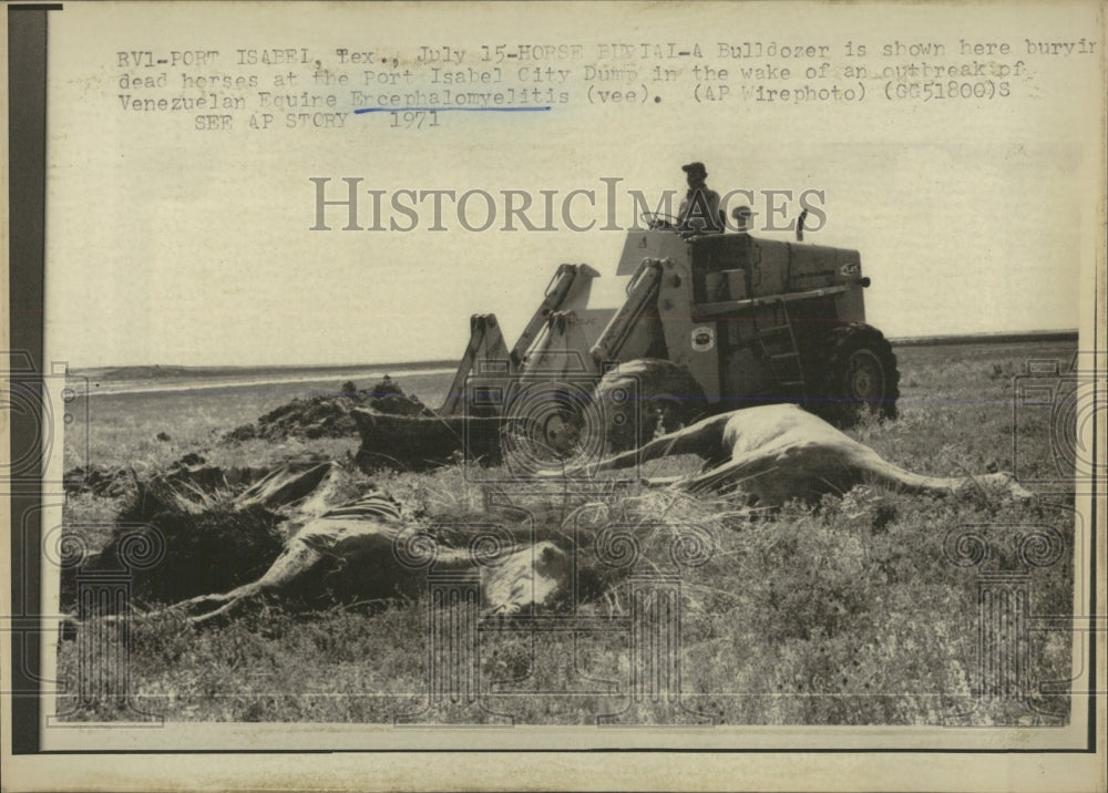 1971 Press Photo Horses Buried at Port Isabel City Dump - RRW53939 - Historic Images