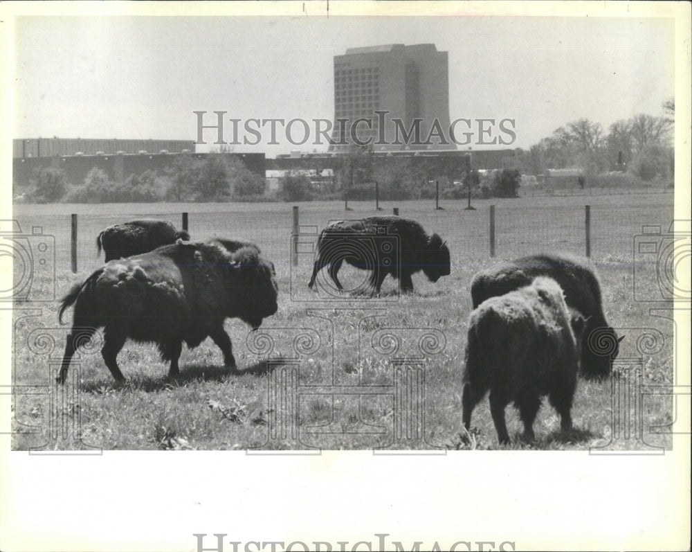 1986 Press Photo Bison Grazing Enrico Fermilab - RRW53963 - Historic Images