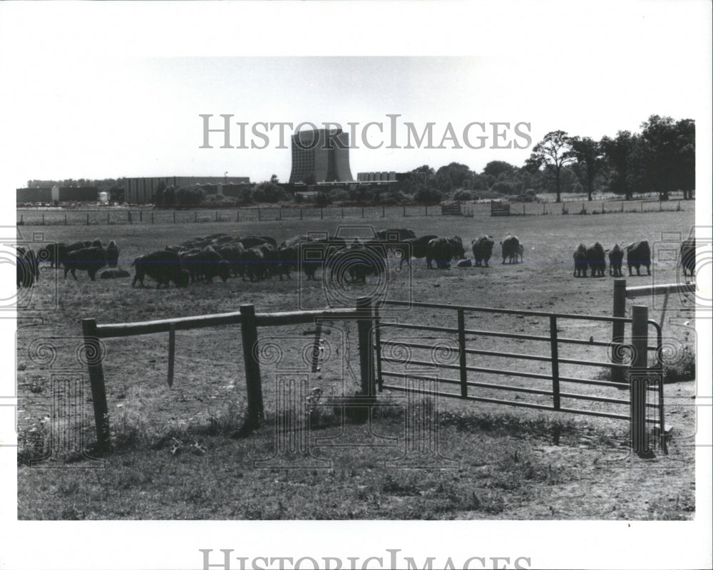 1991 Press Photo Some Head Buffalo Fermilab - RRW53965 - Historic Images