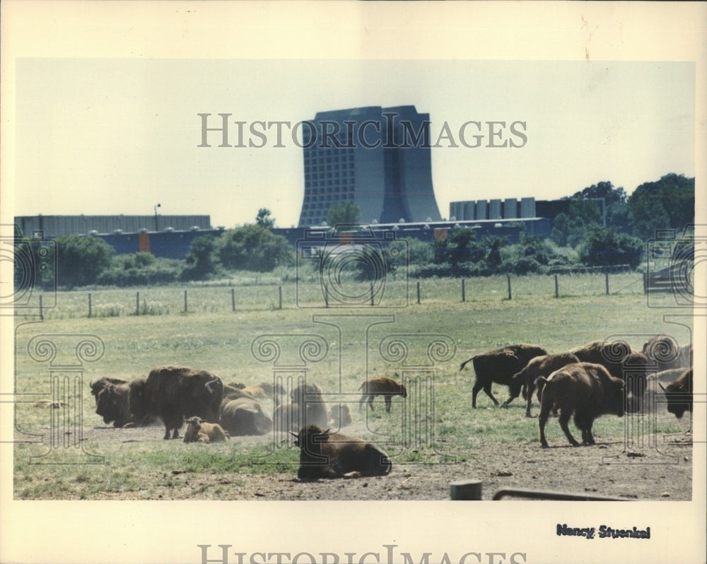 1991 Press PhotoSome Buffalo Fermilab - RRW53977 - Historic Images