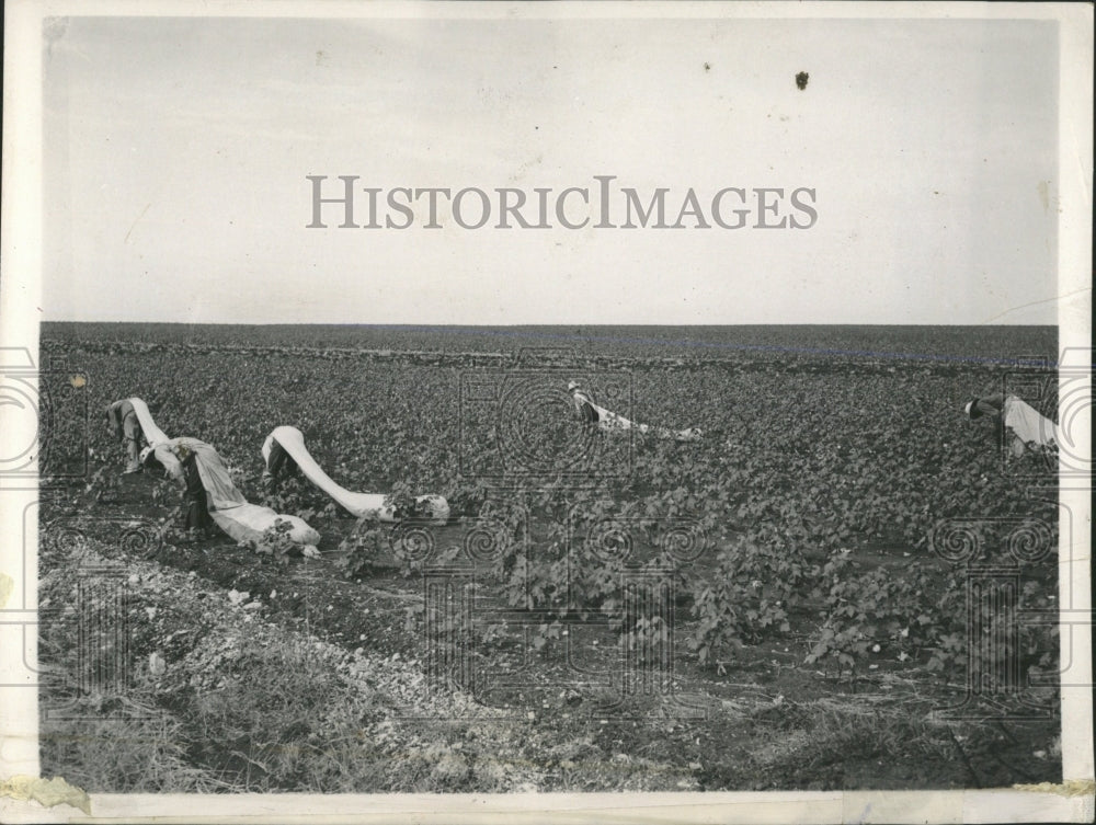 1937 Press Photo Thousand Acres Cotton Crop - RRW54419 - Historic Images