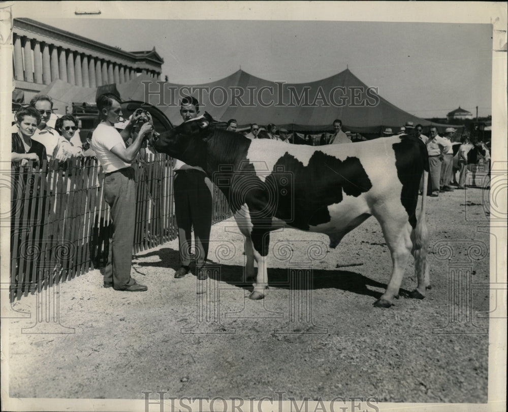 1948 Press Photo Livestock judging at Cook Co. Fair - RRW56717 - Historic Images