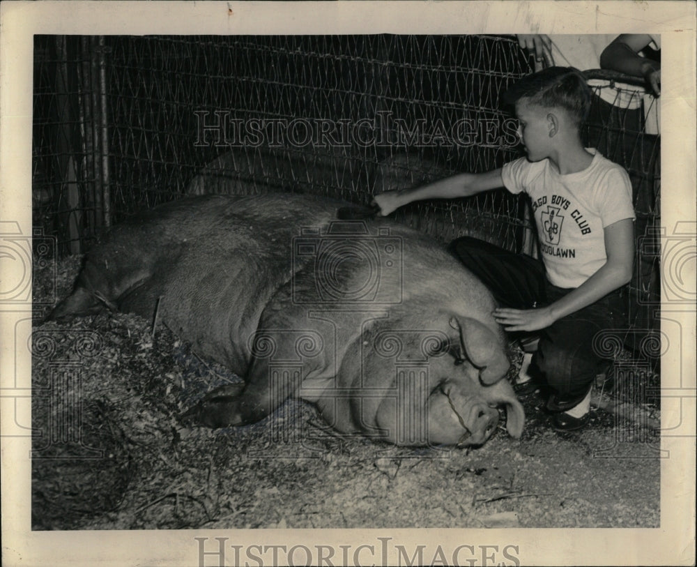 1948 Press Photo Boy Learns How To Brush Down A Pig - RRW56731 - Historic Images