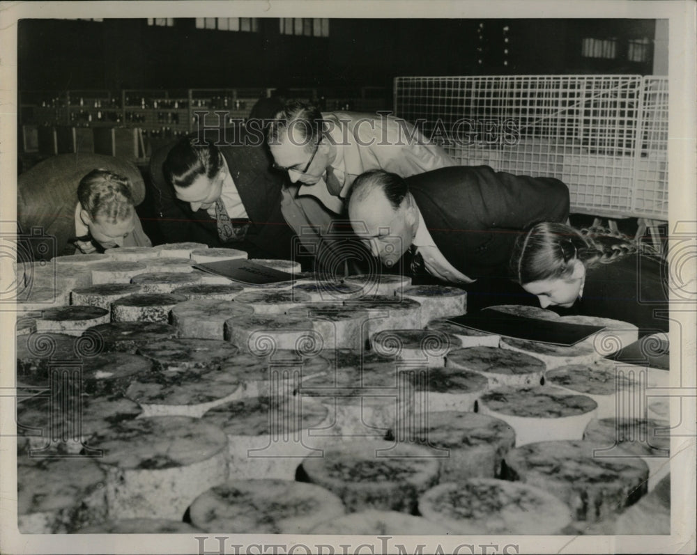 1953 Press Photo Smelling Cheese Wheels - RRW57181 - Historic Images