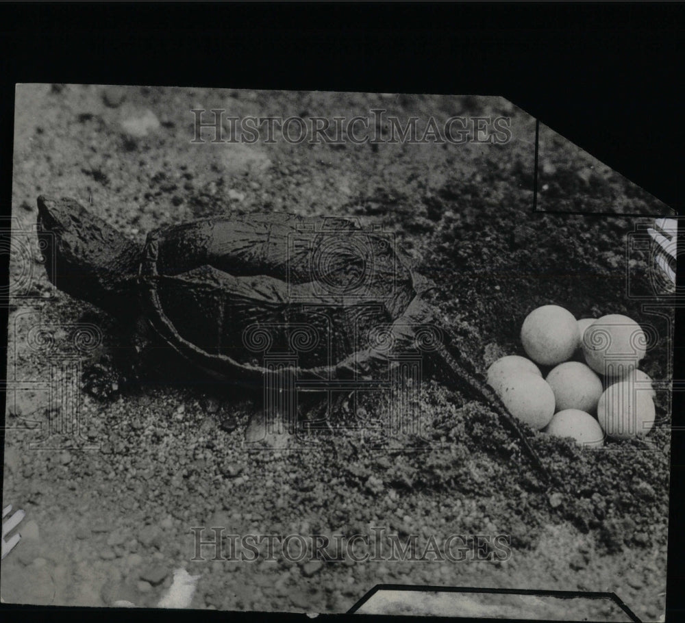 1933 Press Photo turtle laying eggs - RRW57379 - Historic Images