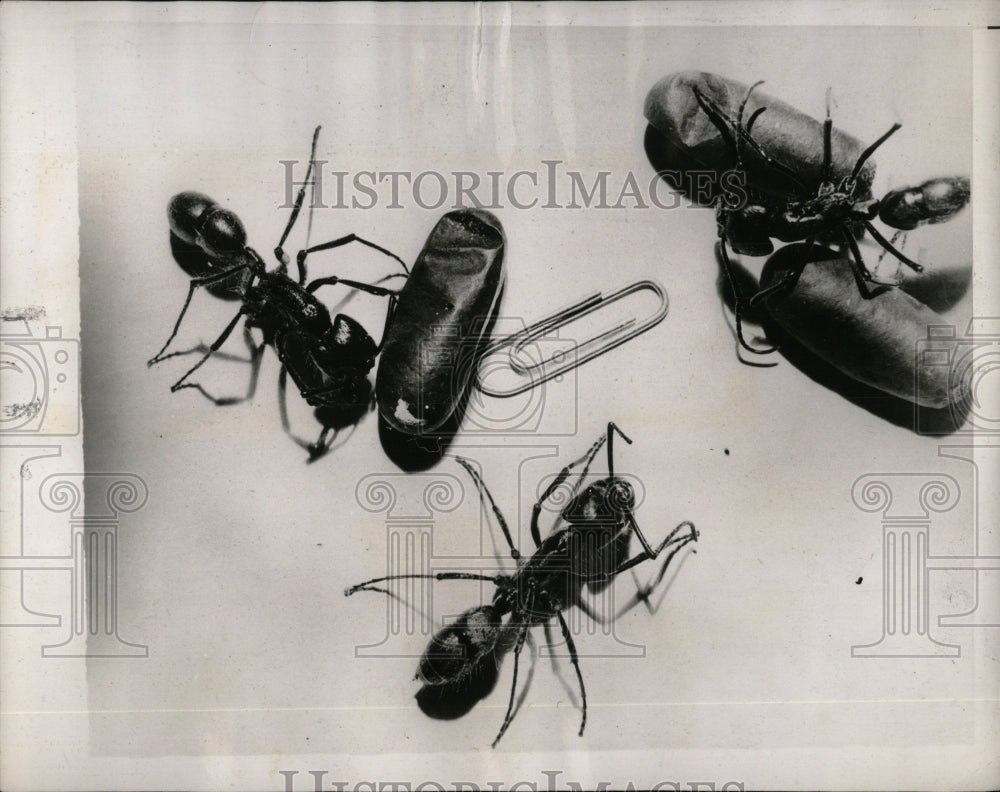 1939 Press Photo &quot;Four-sting&quot; Ants - RRW57771 - Historic Images