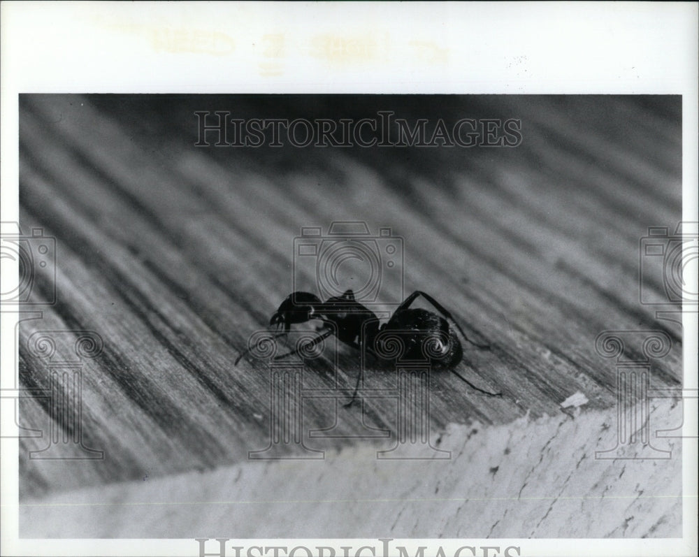 1992 Press Photo Black Ants Bug - RRW57787 - Historic Images