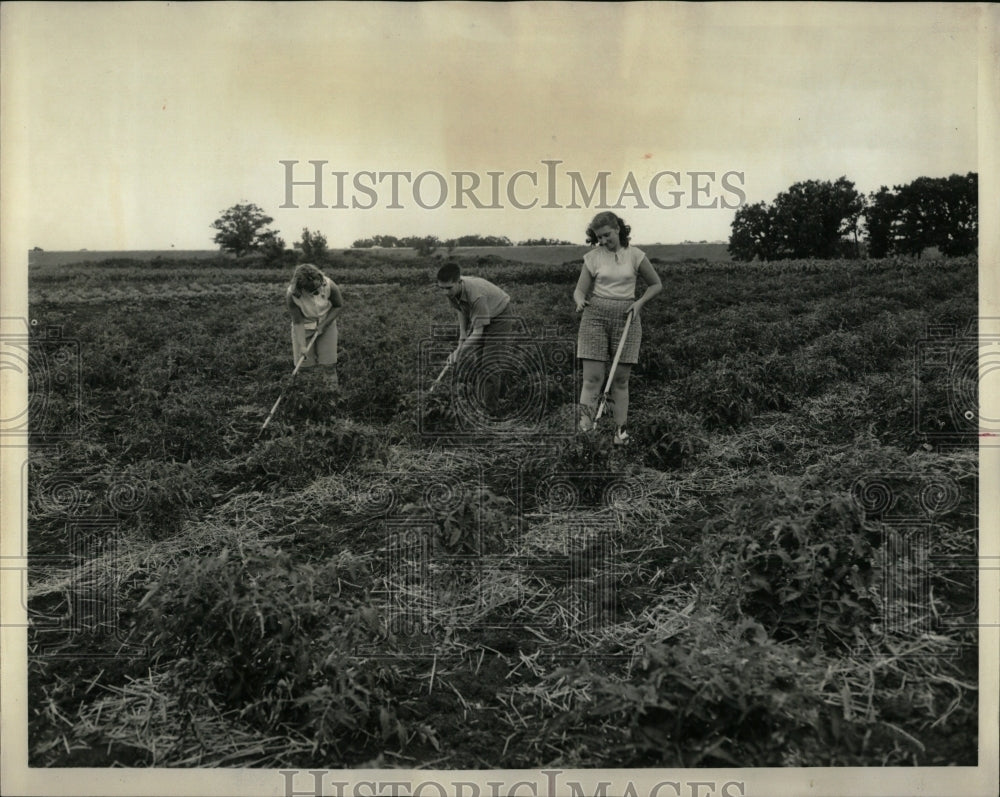 1965 Press Photo Lynn Dennis Carol cultivating tomatoes - RRW58303 - Historic Images