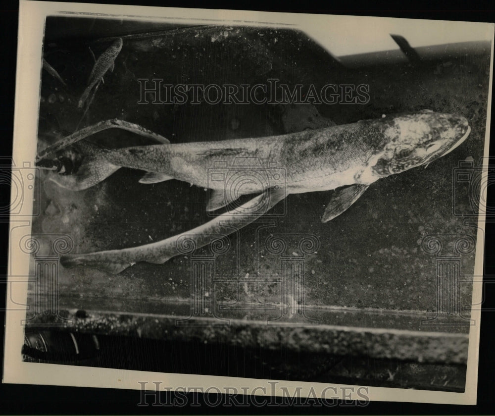 1949 Press Photo Landslide - RRW58411 - Historic Images