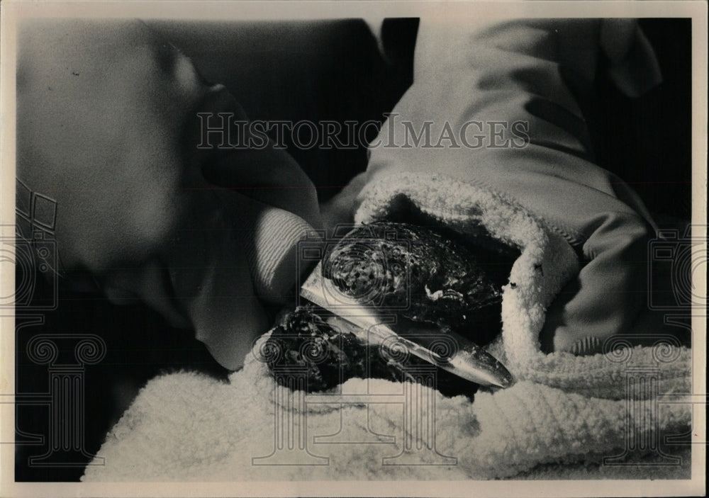 1981 Press Photo Preparing Oysters Rockfeller - RRW58713 - Historic Images