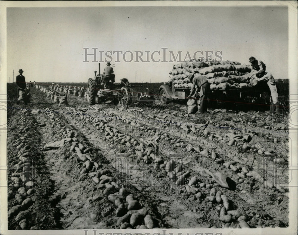1943 Press Photo Science potatoe Million Dollar Plastic - RRW58989 - Historic Images