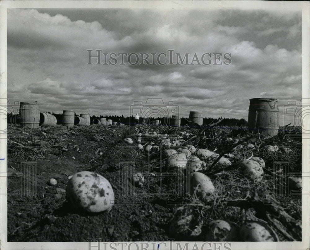 1965 Press Photo Freshly-Dug Potatoes Lay On The Ground - RRW58991 - Historic Images