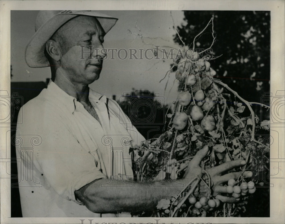 1946 Press Photo Louis Kraklow farmer porduce potatoes - RRW58993 - Historic Images