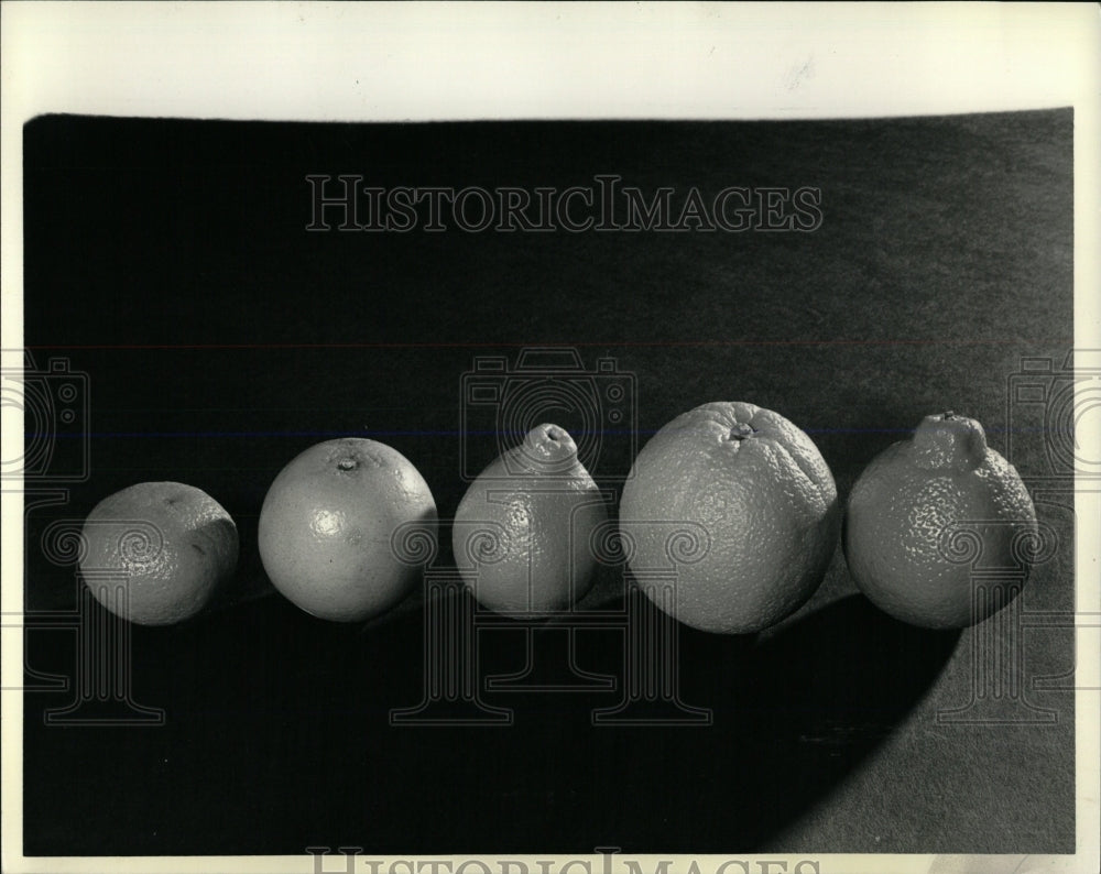 1986 Press Photo Clementine Juice orange Tangelo Navel - RRW59113 - Historic Images