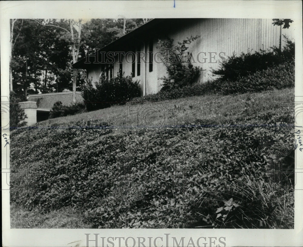 1978 Press Photo Grubby weed lawns tolerate fall season - RRW59283 - Historic Images