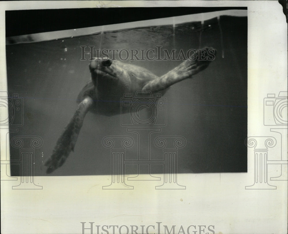 1957 Press Photo Turtle Swimming - RRW59713 - Historic Images