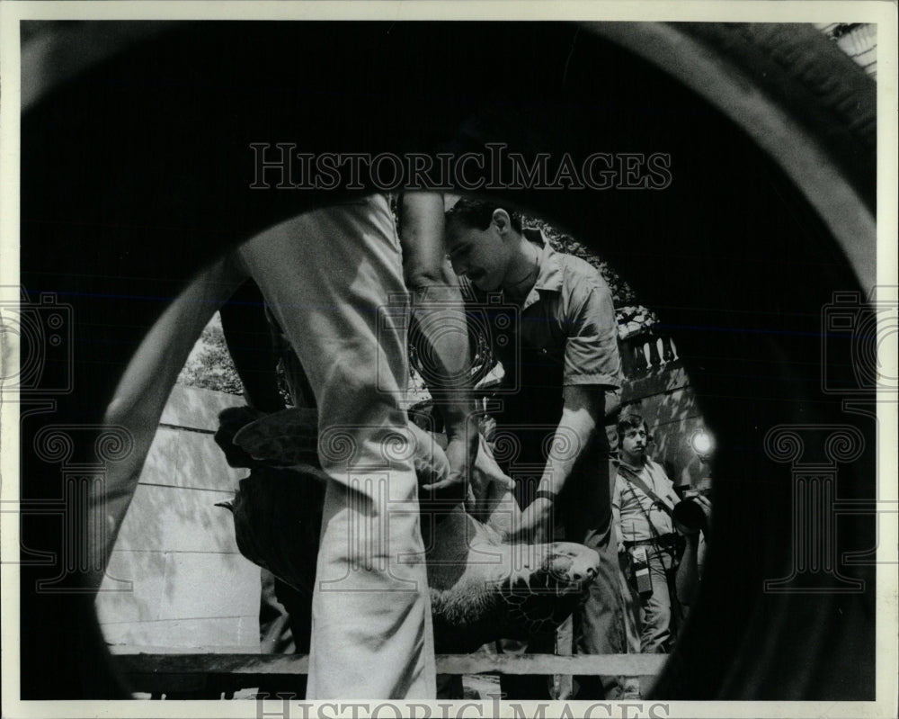 1982 Press Photo Loggerhead Turtle Shedd Aquarium - RRW59715 - Historic Images