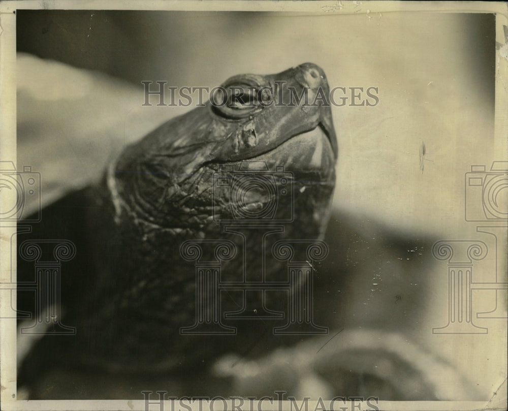 1943 Press Photo Closeup Rug Weaver winner turtle race - RRW59721 - Historic Images