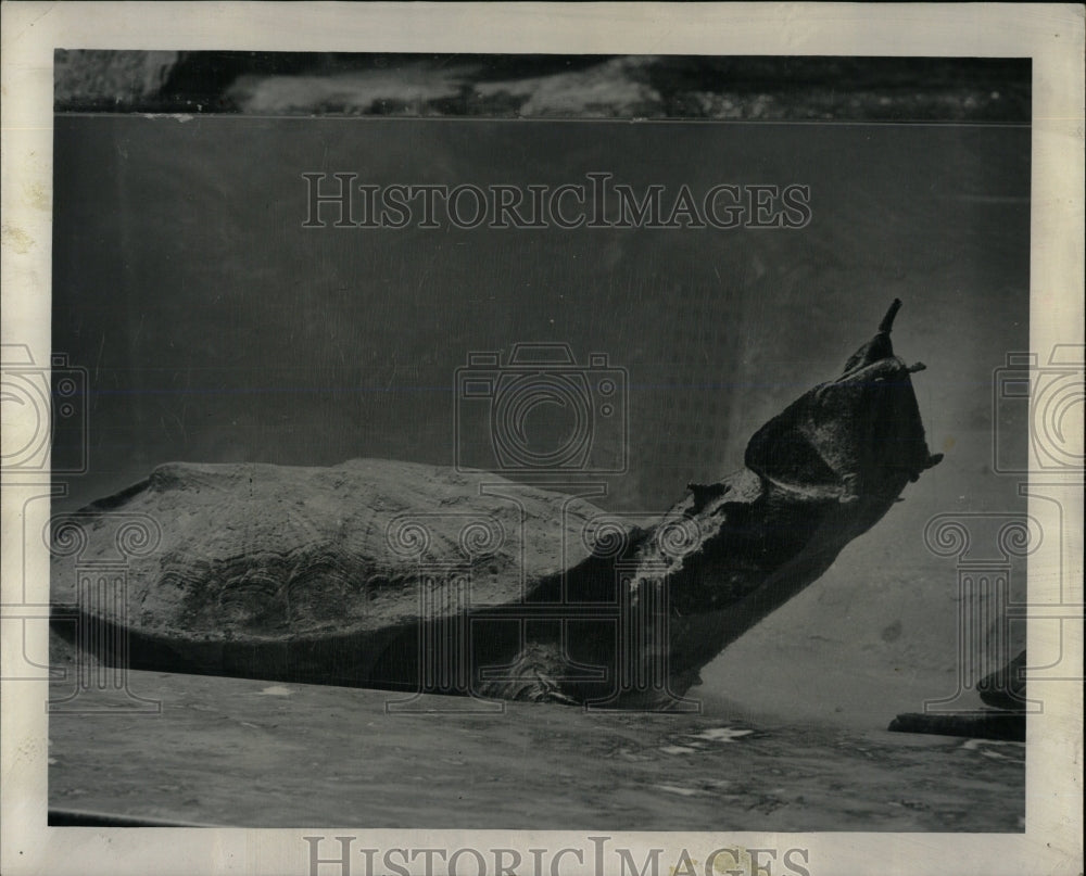 1949 Press Photo Mata Turtle Tank Chicago - RRW60069 - Historic Images