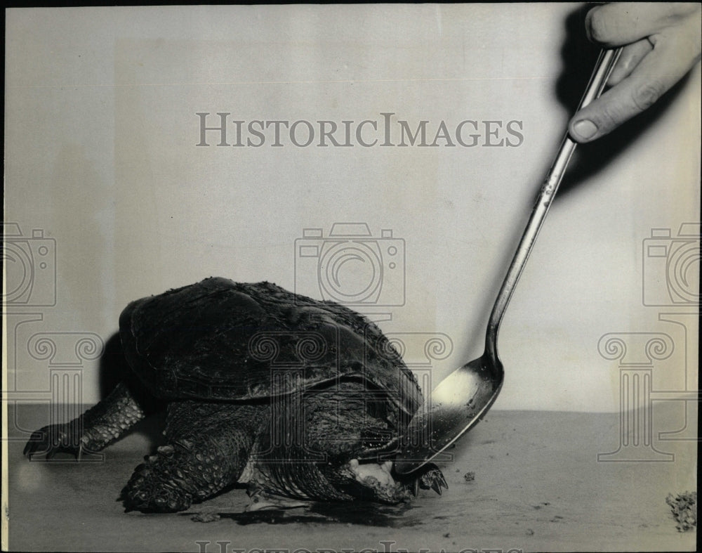 1964 Press Photo Anti-Cruelty Society Snapping Turtle - RRW60089 - Historic Images