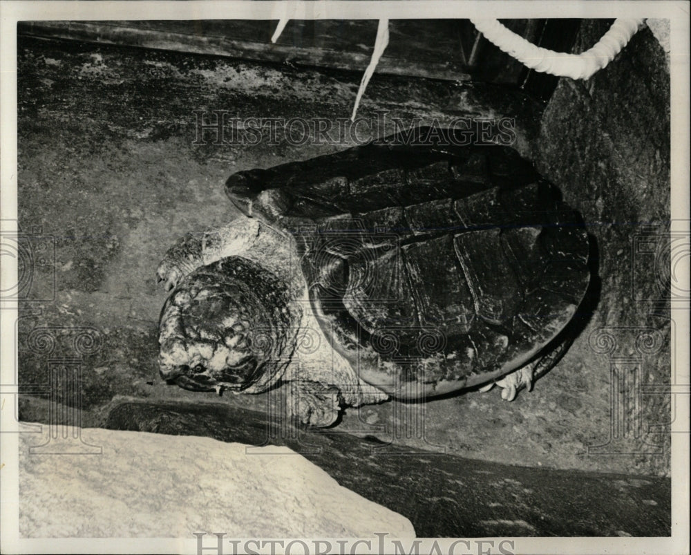 1969 Press Photo Alligator Snapping Turtle Lincoln Park - RRW60093 - Historic Images