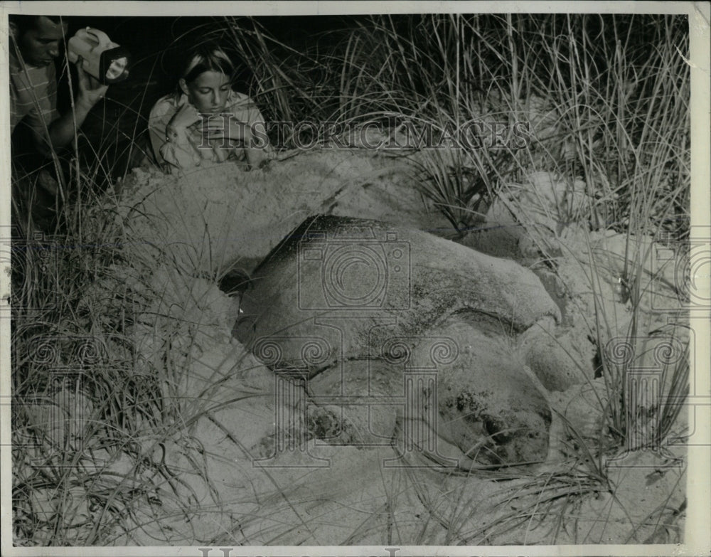 1972 Press Photo Watching turtles lay their eggs - RRW60107 - Historic Images