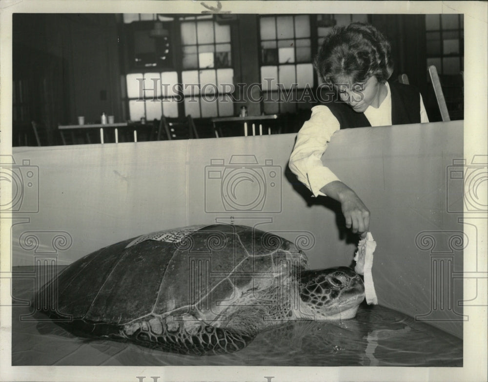 1960 Press Photo 350 lb Sea Turtle - RRW60173 - Historic Images