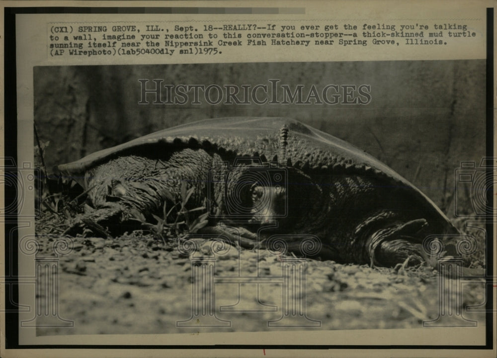 1975 Press Photo A thick skinned mud turtle sunning. - RRW60175 - Historic Images