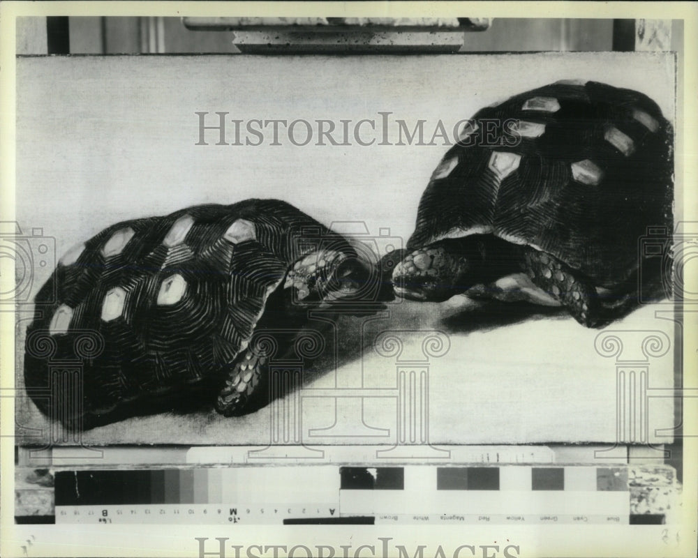 1983 Press Photo Albert Eckhouts two Brazilian Tortoise - RRW60181 - Historic Images