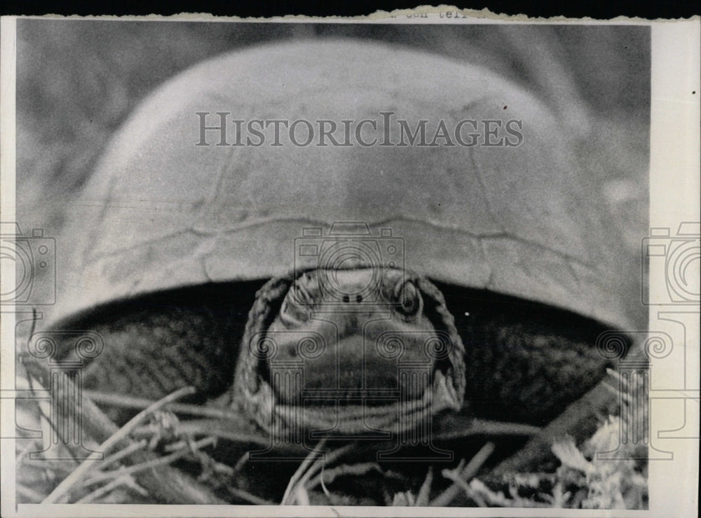 1965 Press Photo Box Turtle Des Moines - RRW60183 - Historic Images