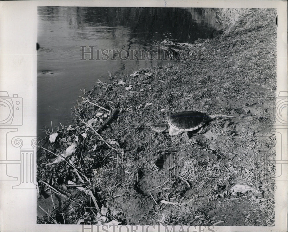 1961 Press Photo turtle on the bank DesPlains River - RRW60191 - Historic Images