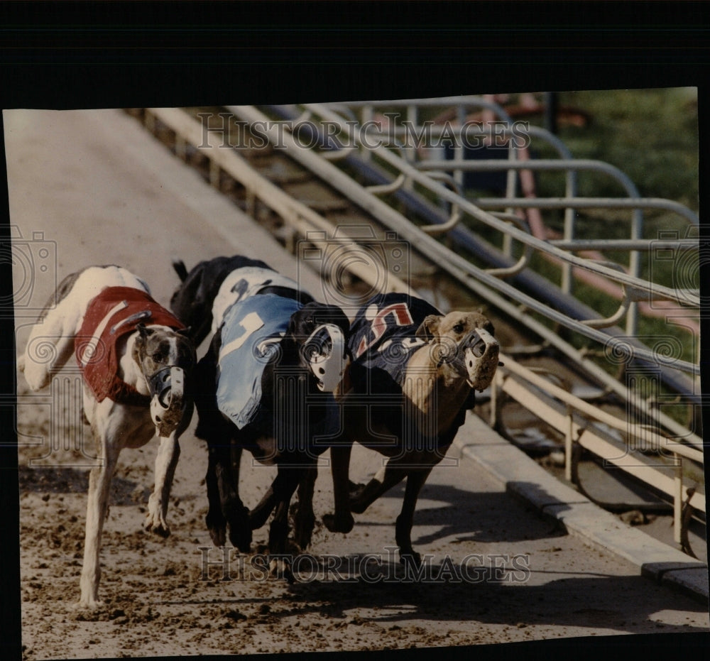 1992 Wisconsin tracks dogs reached speed - Historic Images