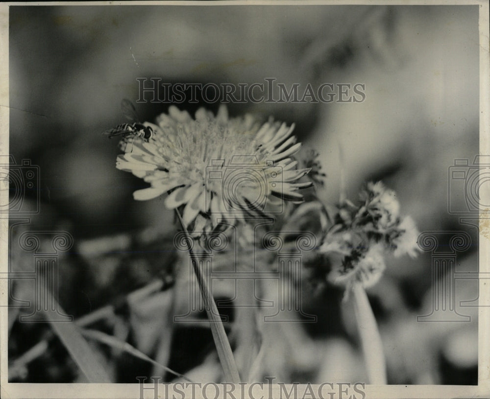 1953 Press Photo Dandelion Cantigny Forest Preserve - RRW60549 - Historic Images