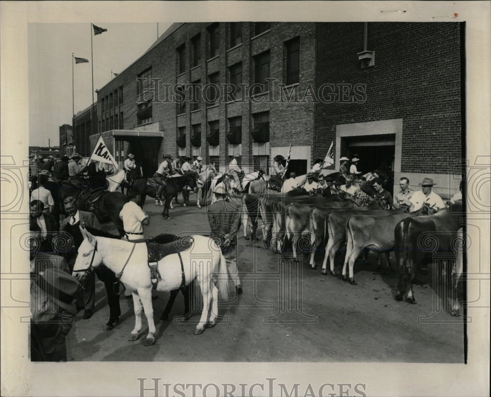 Press Photo Championship Rodeo Jersey Cow Cattle Show - RRW60555 - Historic Images