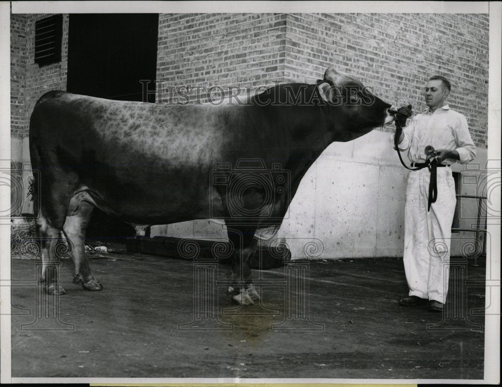 1955 Press Photo Champion brown Swiss Bull Chicago Bud - RRW60559 - Historic Images