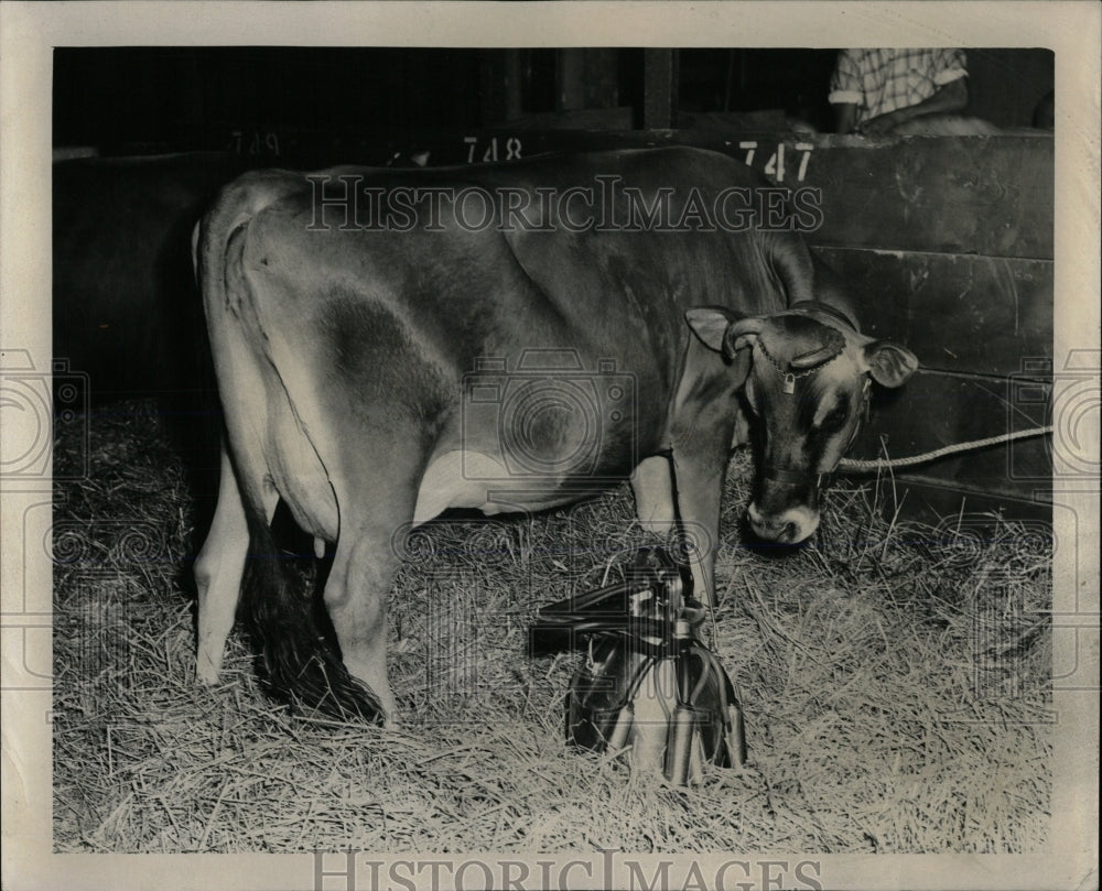 1955 Press Photo Jersey Hills International Diary show - RRW60561 - Historic Images