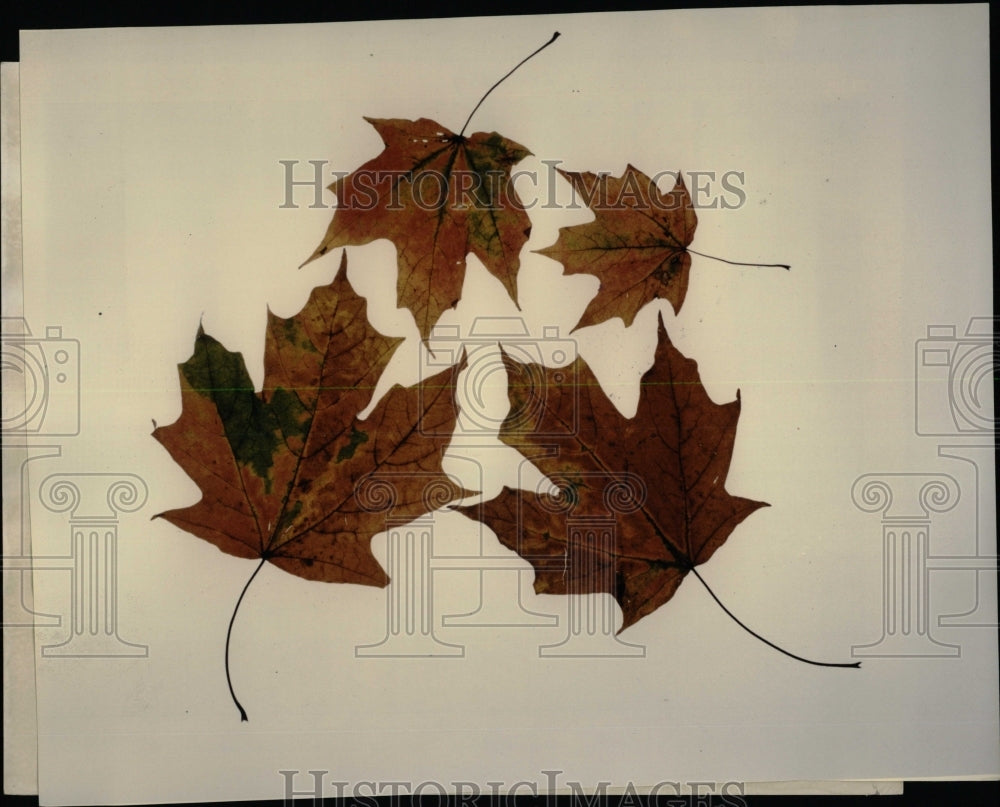 1953 Press Photo Arnold Tucknott Oak Park leaf sukker - RRW61143 - Historic Images