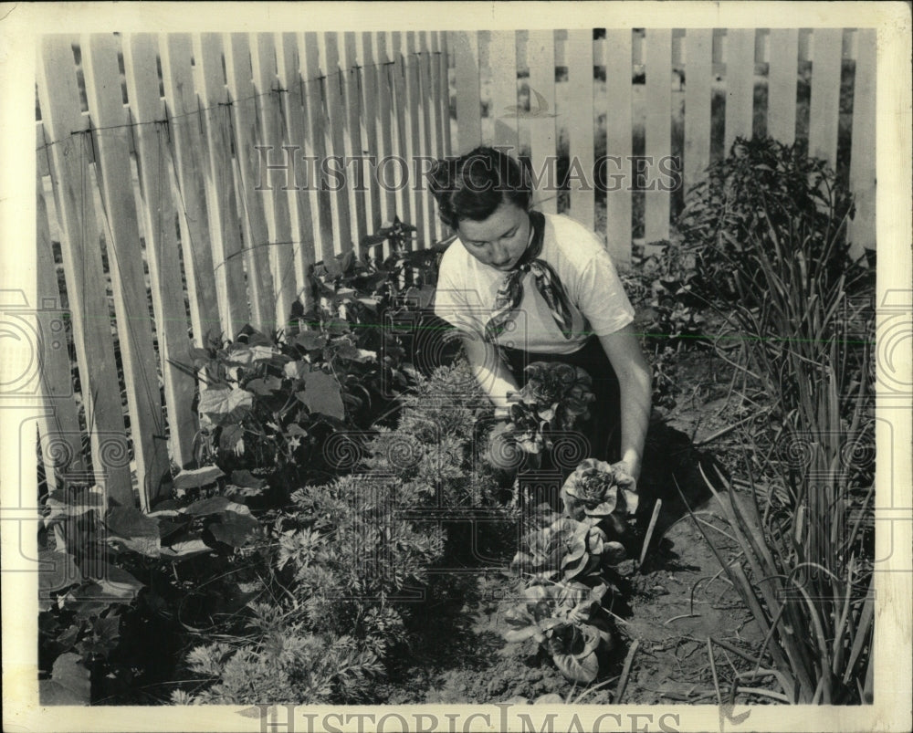 1959 Press Photo Bibb Lettuce Favorite Gourmet Grow - RRW61831 - Historic Images