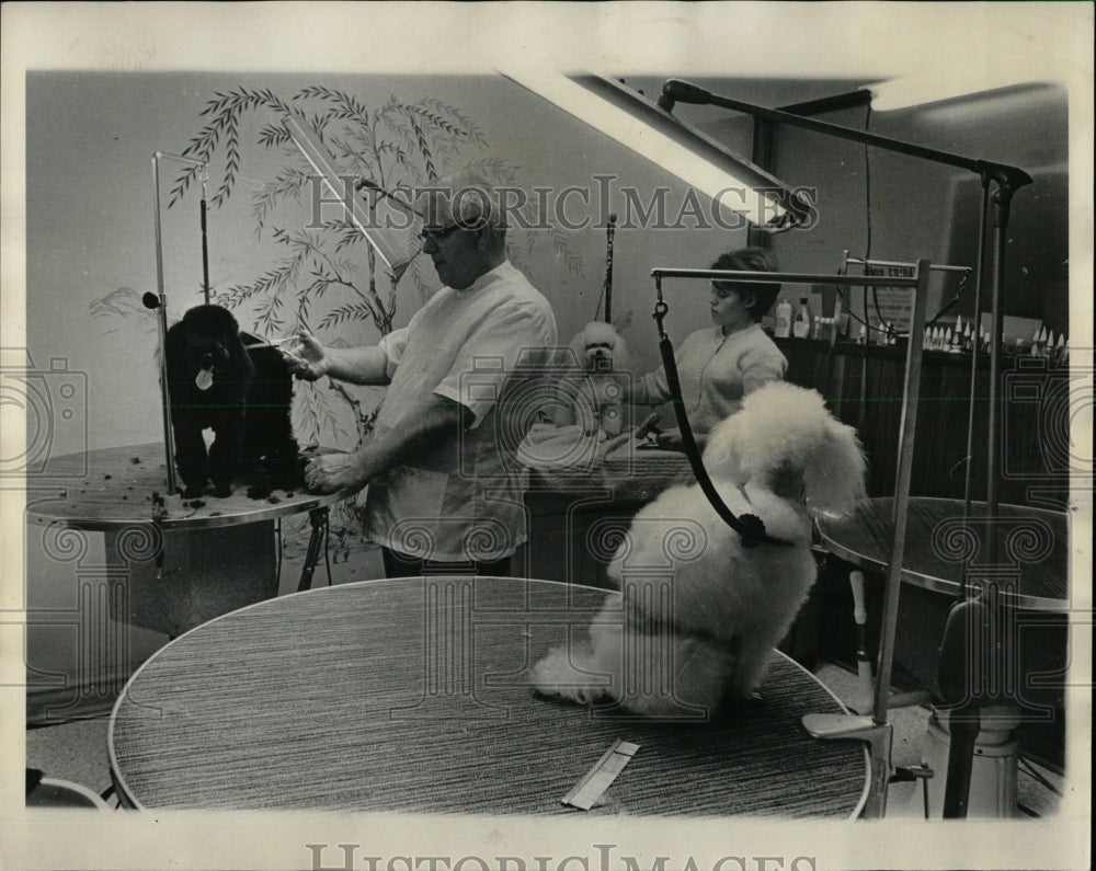 1966 Press Photo Sue Foreman Poodle Parlor Flossmoor - RRW62407 - Historic Images