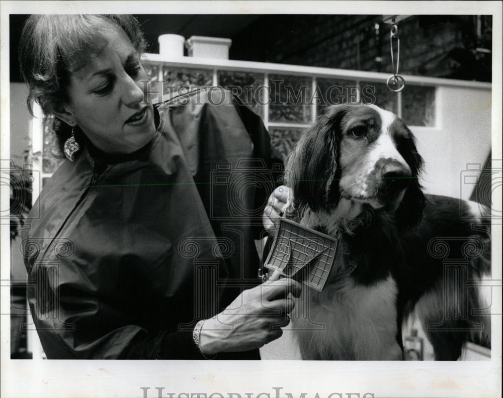 1992 Press Photo Welsh Springer Spaniel owner Cohen - RRW62421 - Historic Images