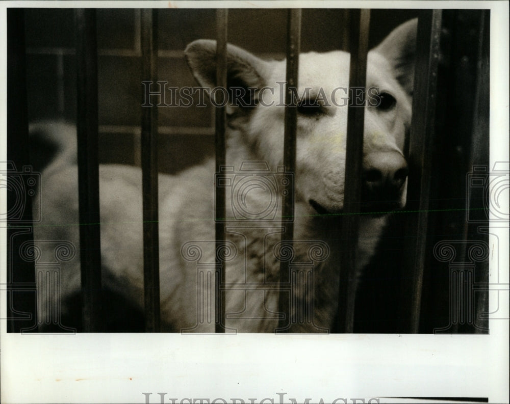 1993 Press Photo Stray Dog Chicago Pound - RRW62451 - Historic Images