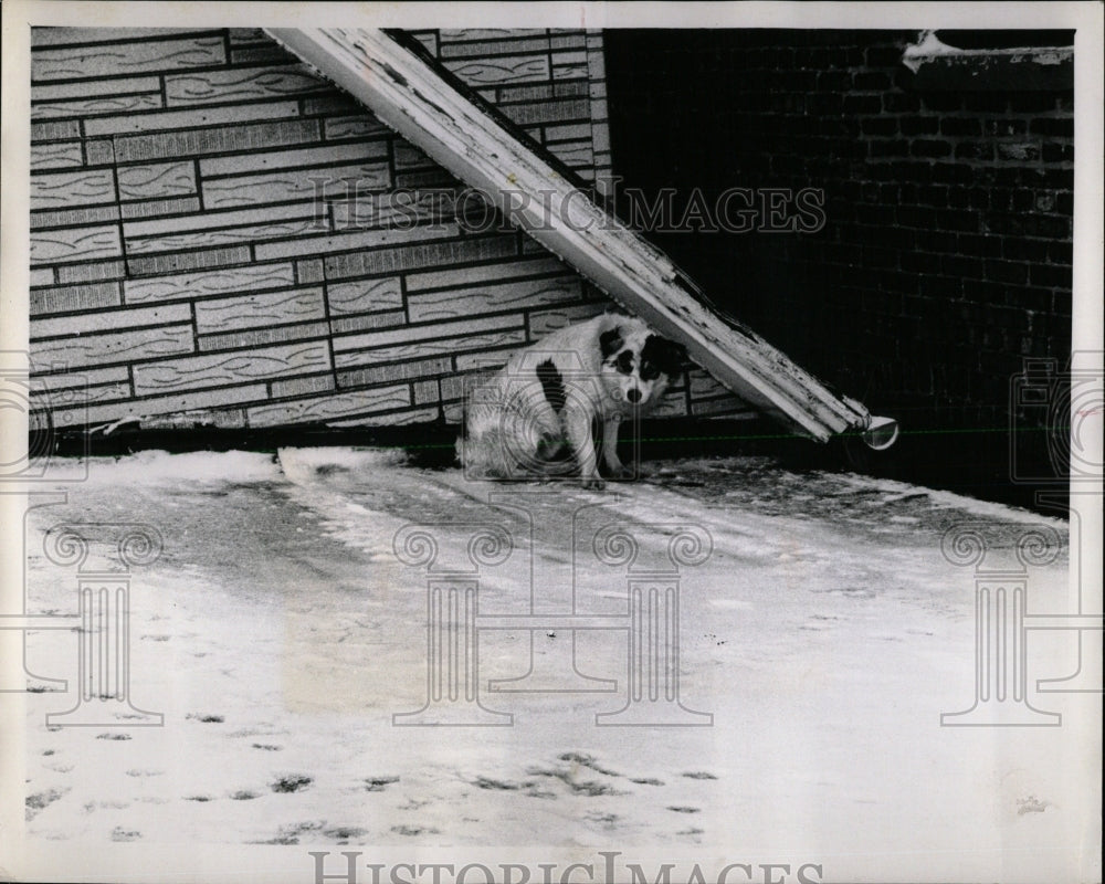 1968 Press Photo Dog Awaits Rescue on Ice Covered Roof - RRW62459 - Historic Images