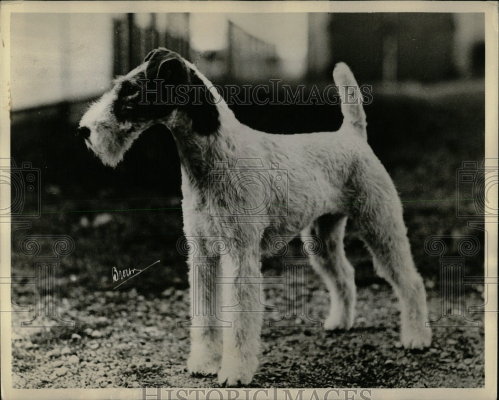 1987 Press Photo fox terrier Chicago Kennel Club honors - RRW62477 - Historic Images