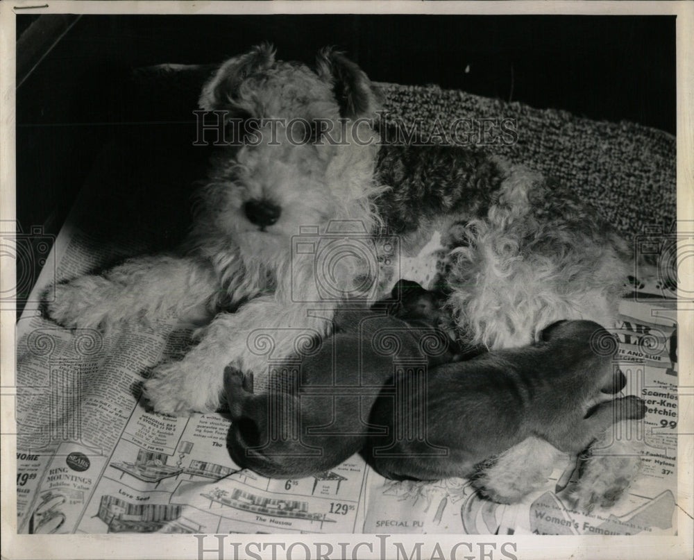 1961 Press Photo Duchess loses 2 of own but helps 2 - RRW62479 - Historic Images