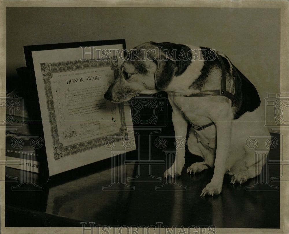 1952 Press Photo Clover dog Honor Award saving owners - RRW62481 - Historic Images